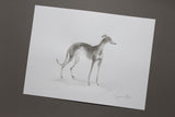 Light Sighthound ink and wash drawing - ORIGINAL