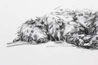 Sleeping Lurcher Charcoal  sketch ORIGINAL drawing