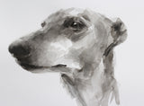 Greyhound ink wash drawing - ORIGINAL