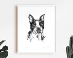 Boston Terrier Sketch Print