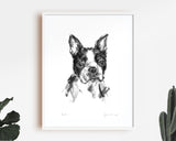 Boston Terrier Sketch Print