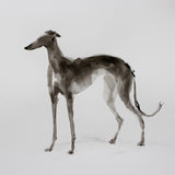 Dark Sighthound ink and wash drawing - ORIGINAL