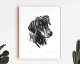 Doberman Dog Sketch Print