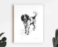 "Eager" Springer Spaniel Sketch Print