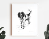 "Eager" Springer Spaniel Sketch Print