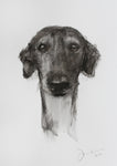 SOLD Galga , Spanish Greyhound, charcoal and graphite wash drawing - ORIGINAL