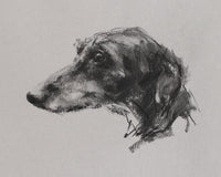 Lurcher charcoal  on grey paper - Original Drawing