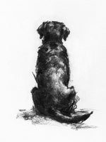 "Sit" Sitting Labrador charcoal on paper - Original Dog Drawing