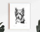 "Pensive" Westie Sketch Print