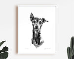 "Pippa" Italian Greyhound Sketch Print