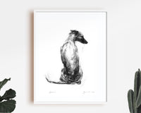 "Serene" Sitting Whippet Sketch Print