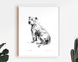 Staffordshire Bull Terrier, Staffy Sketch Print