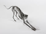 Greyhound Stretching  ink wash drawing - ORIGINAL