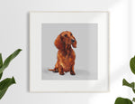 7. Red Dachshund Limited Edition Print