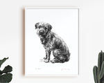 Sitting Border terrier Sketch Print