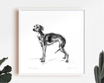 "The Charmer"  Italian Greyhound Sketch Print