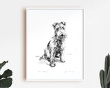 "The Scamp" Welsh Terrier Sketch Print