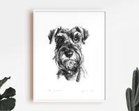 Schnauzer Sketch Print No.2