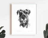 Schnauzer Sketch Print No.2