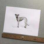 Small Italian Greyhound Ink on Paper - Original Drawing