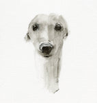 SOLD Sighthound Study charcoal and graphite wash drawing - ORIGINAL