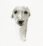 Sighthound Study charcoal and graphite wash drawing - ORIGINAL