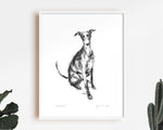 "Watchful" Whippet Sketch Print