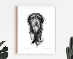 "Wisdom" Deerhound  Sketch Print