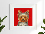 Yorkshire Terrier  Limited Edition Print